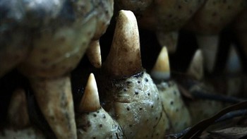 Kebanyakan anak-anak seusianya lebih memilih datang ke kebun binatang, namun berbeda dengan Robert yang sudah jatuh cinta dengan dunia fotografi alam yang terjun langsung ke dunia hewan liar ini. Foto: Robert Irwin