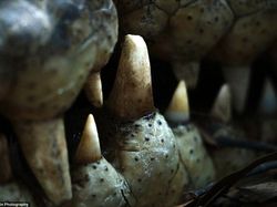 Potret Hewan Buas Mengagumkan Karya Bocah 13 Tahun