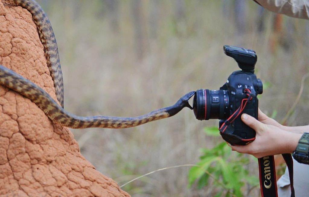 Potret Hewan Buas Mengagumkan Karya Bocah 13 Tahun Foto 8