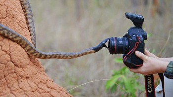 Seperti sang ayah, Robert tak pernah takut dan bahkan merasa tertangan ketika mengambil foto hewan-hewan buas dari buaya, ular hingga singa secara dekat. Foto: Robert Irwin