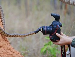 Potret Hewan Buas Mengagumkan Karya Bocah 13 Tahun