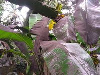 Gunung Agung Meletus, Klungkung Hujan Abu Tipis