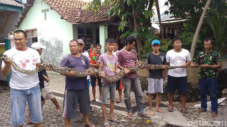 Kisah Rizki yang Selamat dari Lilitan Ular Sanca 4 Meter 