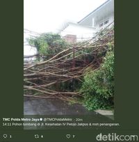 Hujan Deras, Pohon Tumbang di Jalan Kesehatan Tanah Abang