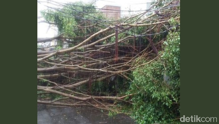 Hujan Deras, Pohon Tumbang di Jalan Kesehatan Tanah Abang