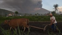 Warga masih membajak sawah di tengah hujan abu yang turun akibat erupsi Gunung Agung (Foto: Dok. Antara Foto)