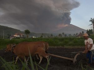 Foto: Warga Masih Beraktivitas Saat Gunung Agung Meletus