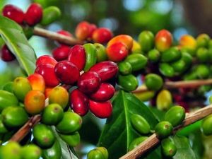 Kopi Mandailing, Jejak Kolonial di Balik Komoditas yang Mendunia