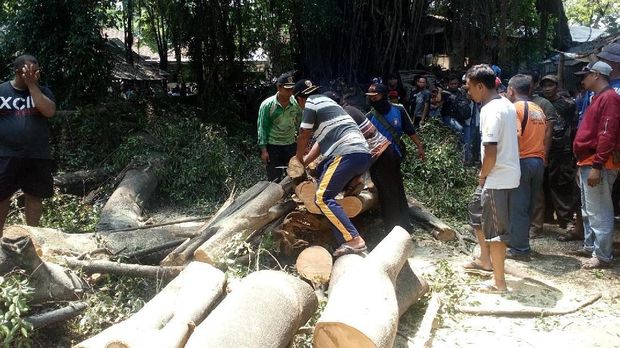 Warga memotong dahan pohon yang tumbang/