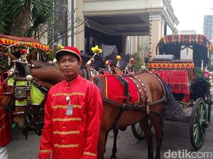 Aneka Persiapan Kuda dari Solo yang Tarik Kereta Kencana Kahiyang