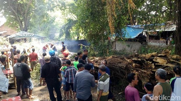 Dana Pohon Beringin tumbang/