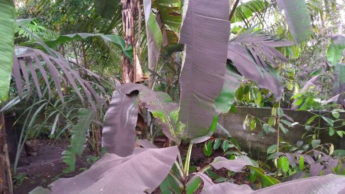 Gunung Agung Meletus, Klungkung Hujan Abu Tipis