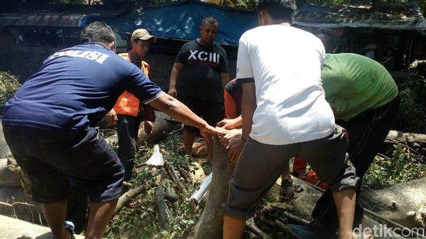Warga memotong pohon beringin yang tumbang/