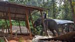 Jerit Tangis Warga India Saat Gubuknya Dihancurkan Polisi dan Gajah