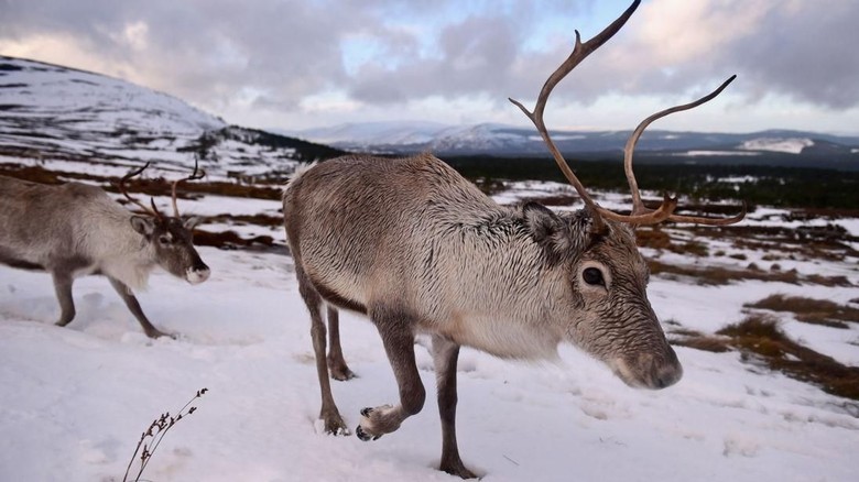 900 Koleksi Gambar  Binatang Rusa  Kutub  HD Terbaik Gambar  