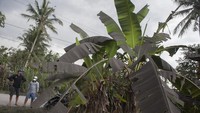 Pohon yang tertutup abu di Desa Jungutan, Karangasem (Foto: Dok. ANTARA Foto/Nyoman Budhiana)