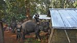 Jerit Tangis Warga India Saat Gubuknya Dihancurkan Polisi dan Gajah