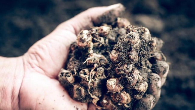 Deretan Khasiat Sehat Kencur yang Terbukti Manjur (1)