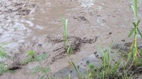 Jangan melakukan aktivitas di sekitar sungai, kata Kepala Pusat Data Informasi dan Humas BNPB, Sutopo Purwo Nugroho saat dihubungi Senin (27/11/2017). Foto diambil Senin (27/11) (Foto: Instagram Humas BNPB sutopopurwo)