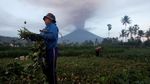 Gunung Agung Meletus Warga Tetap Berdagang dan Berkebun