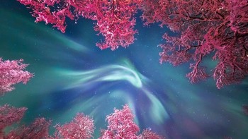 Foto ini diambil saat tur astrofotografi di Murmansk, Stas Korotkiy, Rusia. Seorang fotografer amatir memotret penampakan Aurora Borealis yang tampak menggulung di atas pepohonan yang tertutup salju. Foto: Yulia Zhulikova via PopSugar