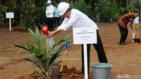 Jokowi menyiram pohon sawit yang ditanamnya.