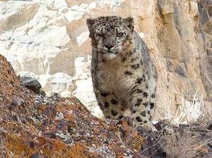 Keren! Potret Kamuflase Macan Tutul Salju di Habitatnya