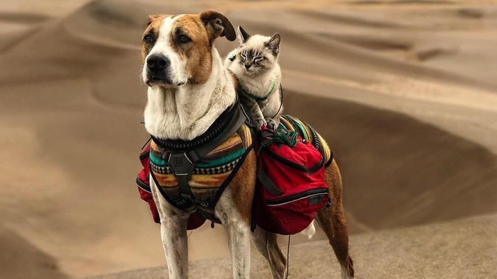 Bukan Cuma Akur, Anjing & Kucing Ini Bahkan Traveling Bareng