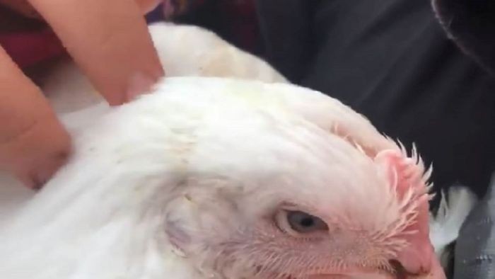 Aktivis Hewan Australia Berupaya Selamatkan Ayam Korban Kecelakaan