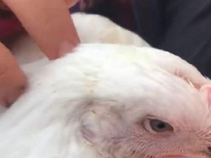 Aktivis Hewan Australia Berupaya Selamatkan Ayam Korban Kecelakaan