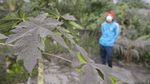 Foto: Hujan Abu Gunung Agung, Warga Bali Gunakan Masker