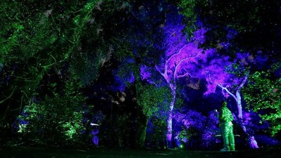 Foto: Hutan Bercahaya di Amerika