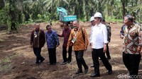 Jokowi juga meninjau langsung lokasi penanaman pohon kelapa sawit.