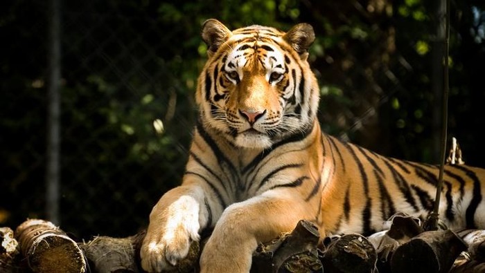 Polisi Tangkap Pelaku Perdagangan Kulit Harimau Sumatera 
