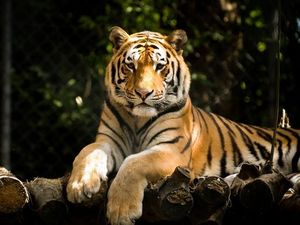 Tragis! Harimau di China Serang Pawangnya Sampai Mati