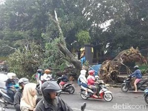 Pohon Tumbang di Wisata Wendit, Aliran Listrik dan PDAM Mati