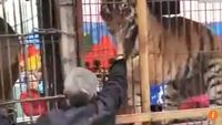 Niat Beri Makan Harimau dengan Tangan, Kakek Ini Kehilangan Dua Jari