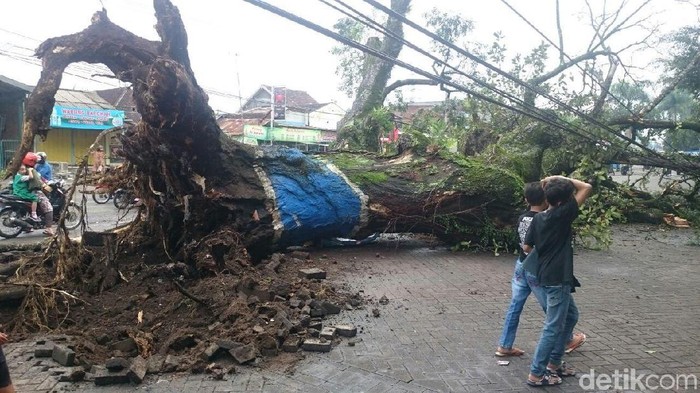 Pohon Tumbang Tutup Jalan Raya Puncak, Arus Lalin Macet Total