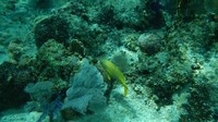 Traveler juga bisa snorkeling di pulau cantik ini. Seperti ini keindahan bawah lautnya (San Blas Islands)