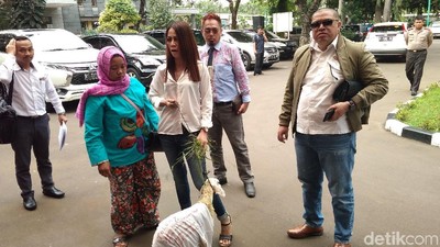 Mbeek... Ini Momen Razman-Putri Stagi Gandeng Kambing ke Polda Metro