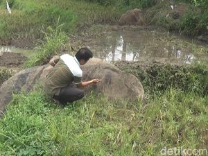2 Batu Diduga Prasasti Zaman Majapahit Ditemukan di Sawah