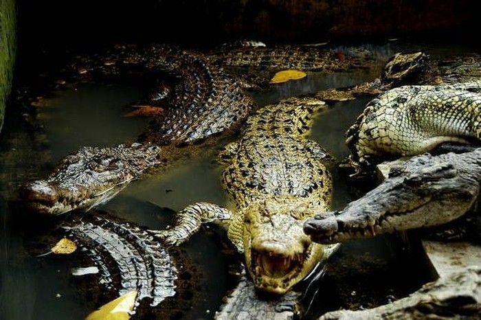buaya