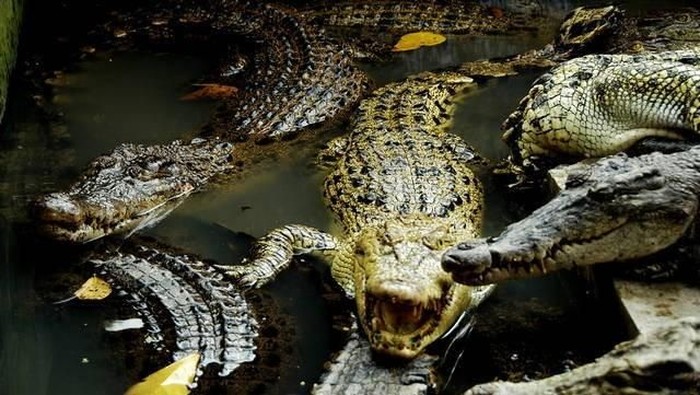 buaya