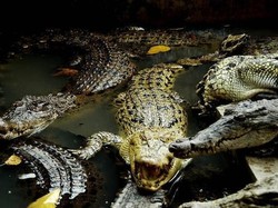 Siapa Sangka! Ada Buaya Jadi Vegetarian