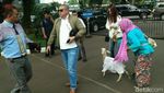 Mbeek... Ini Momen Razman-Putri Stagi Gandeng Kambing ke Polda Metro