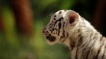 Masih Imut-imut, Ini Bayi Harimau Benggala yang Lahir di Meksiko