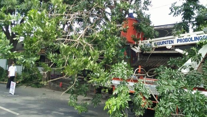 Antisipasi Bahaya, Pohon di Jalan Nasional Probolinggo Dipangkas
