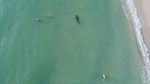 Bukan Baby Shark, Pria Ini Nekat Berenang Dekat Hiu Macan
