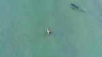 Bukan Baby Shark, Pria Ini Nekat Berenang Dekat Hiu Macan