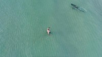 Dengan berani ia berenang di dekat hiu macan. 